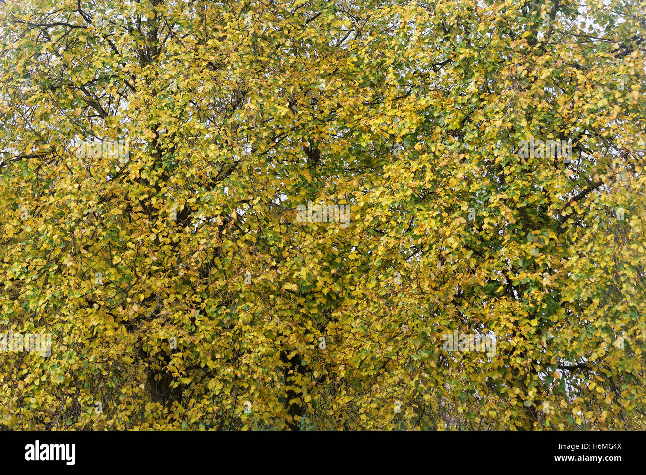Árboles de follaje de otoño hojas doradas y patrones de color Foto de stock