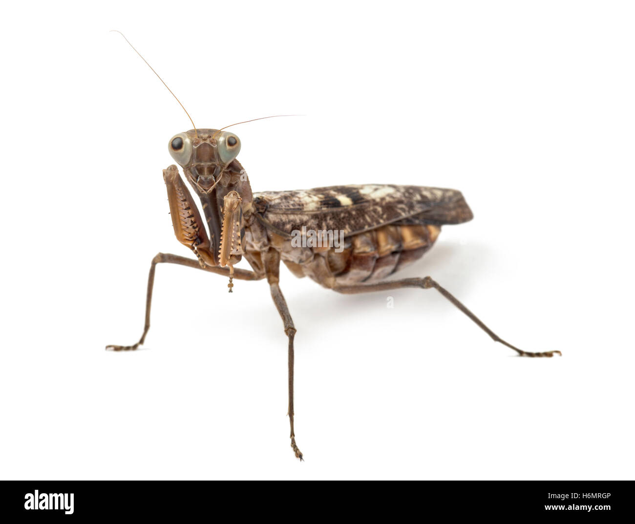 Viejo y ciego mantis hembra - Rhombodera fusca, aislado en blanco Foto de stock