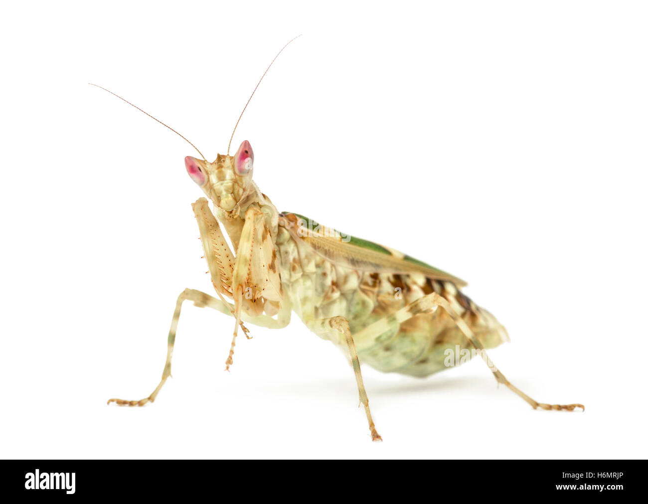 Flor femenina mantis - Creobroter gemmatus, aislado en blanco Foto de stock