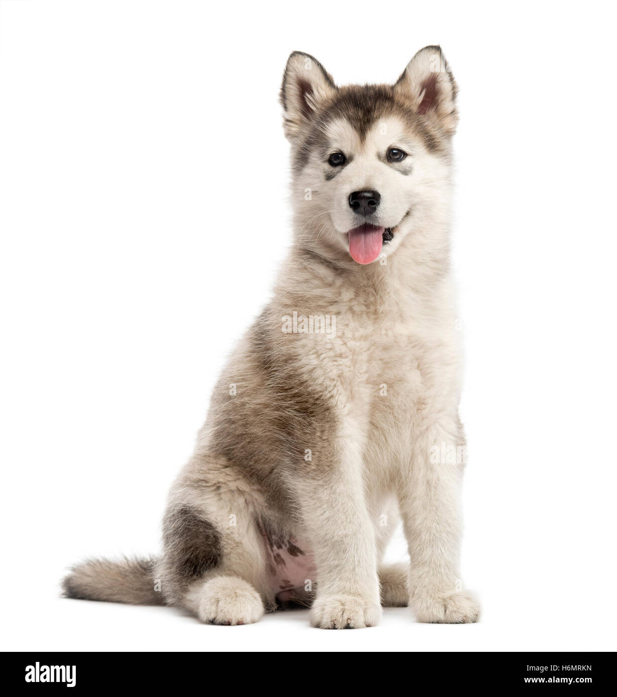 Alaska Malamute cachorro pegada la lengua fuera aislado en blanco  Fotografía de stock - Alamy