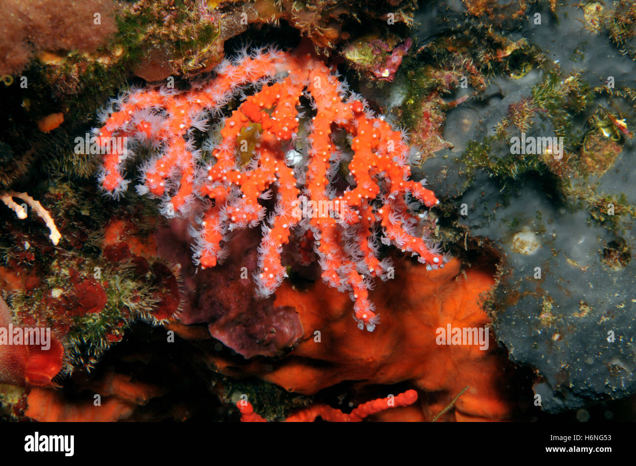 corales preciosos Foto de stock