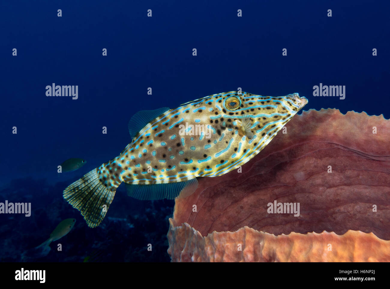 Filefish garabateado en Martinica Foto de stock