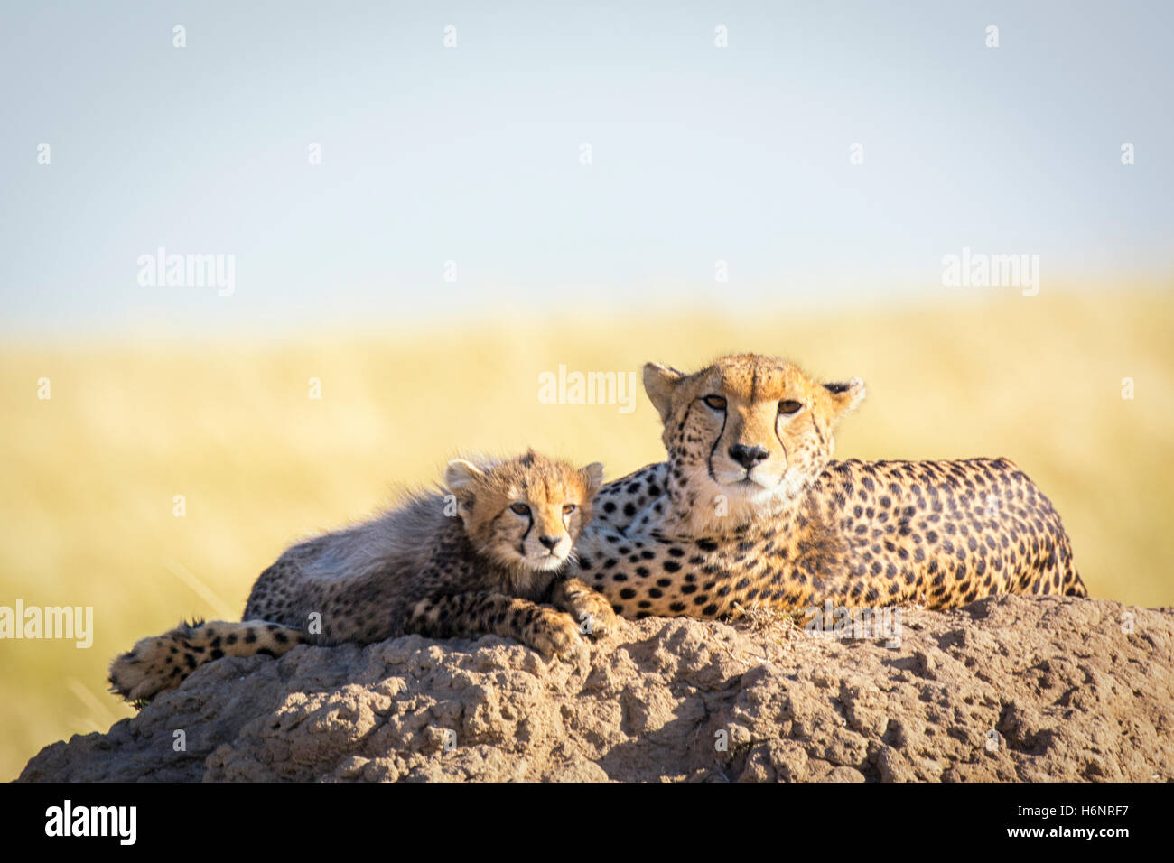 Wild Cheetah madre con lindo pequeño Cub, Acinonyx jubatus, Reserva Nacional de Masai Mara, Kenia, África Oriental Foto de stock