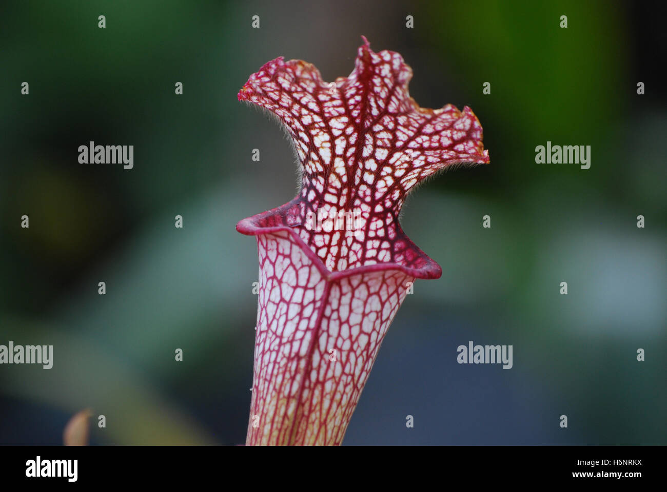 Planta De Jarra Blanca Fotos e Imágenes de stock Alamy