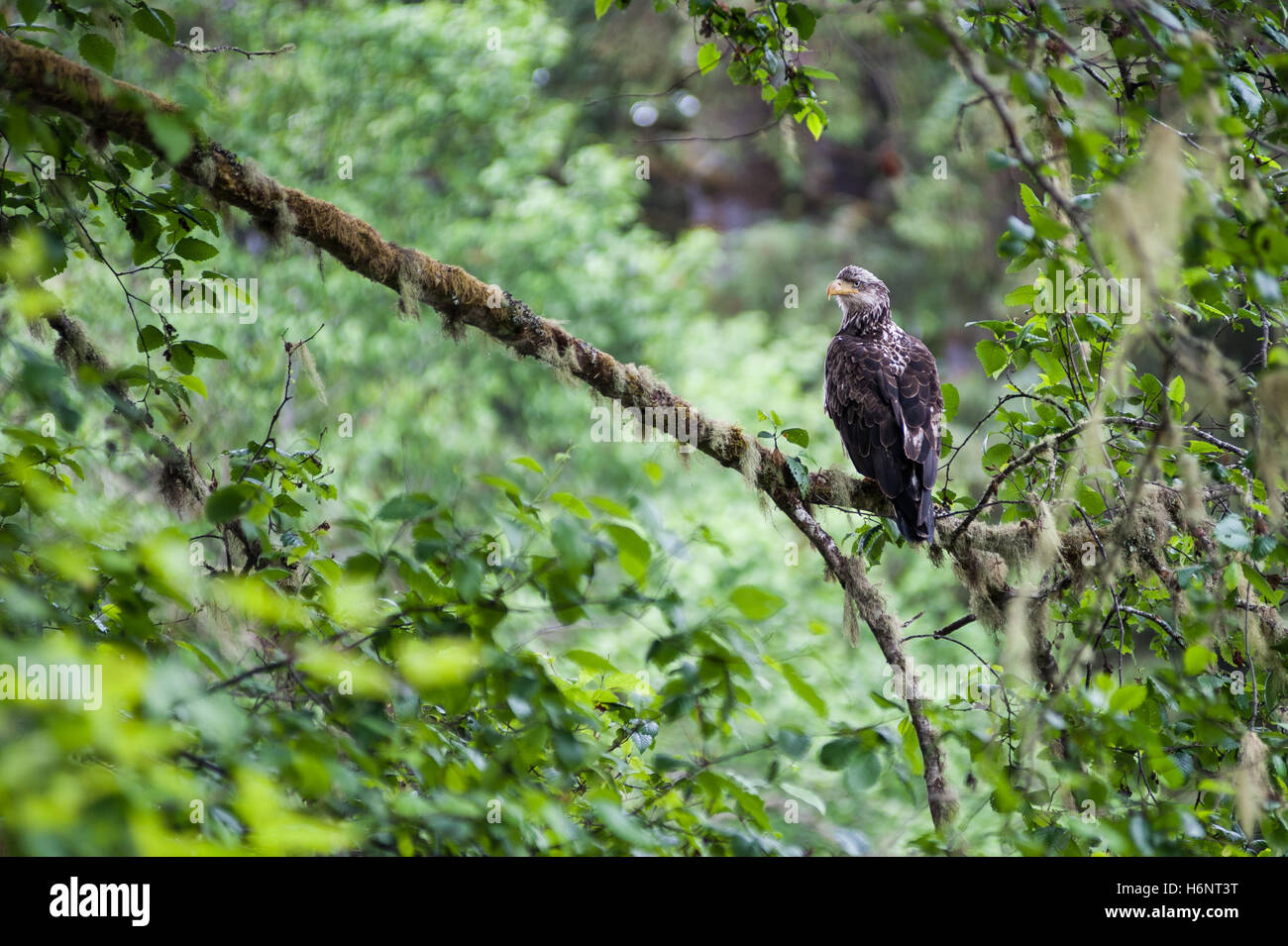 Águila Real (Aquila chrysaetos) hembra sentarse en una rama esperando el  macho en Rialto Beach, Mora, Estado de Washington, . - Imagen de serie  Fotografía de stock - Alamy