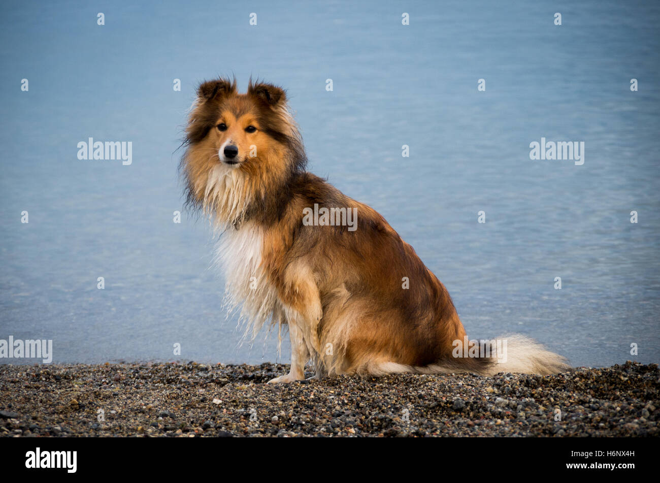 Ovejero Shetland sentado en una playa de guijarros Foto de stock