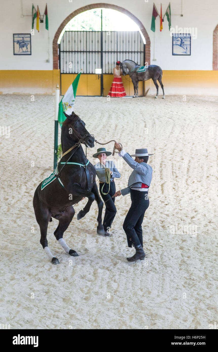 Baile andaluz caballo Foto de stock