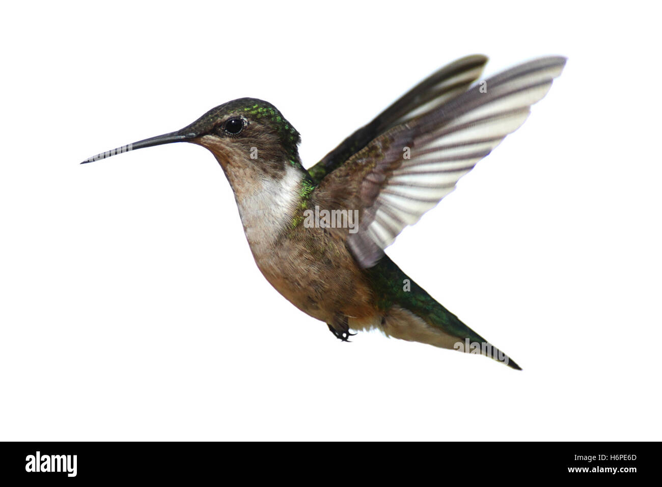 Aves silvestres aisladas colibrí blanco aislado de la naturaleza animal femenino avifauna aves silvestres plumas de ala de colibrí silvestre Foto de stock
