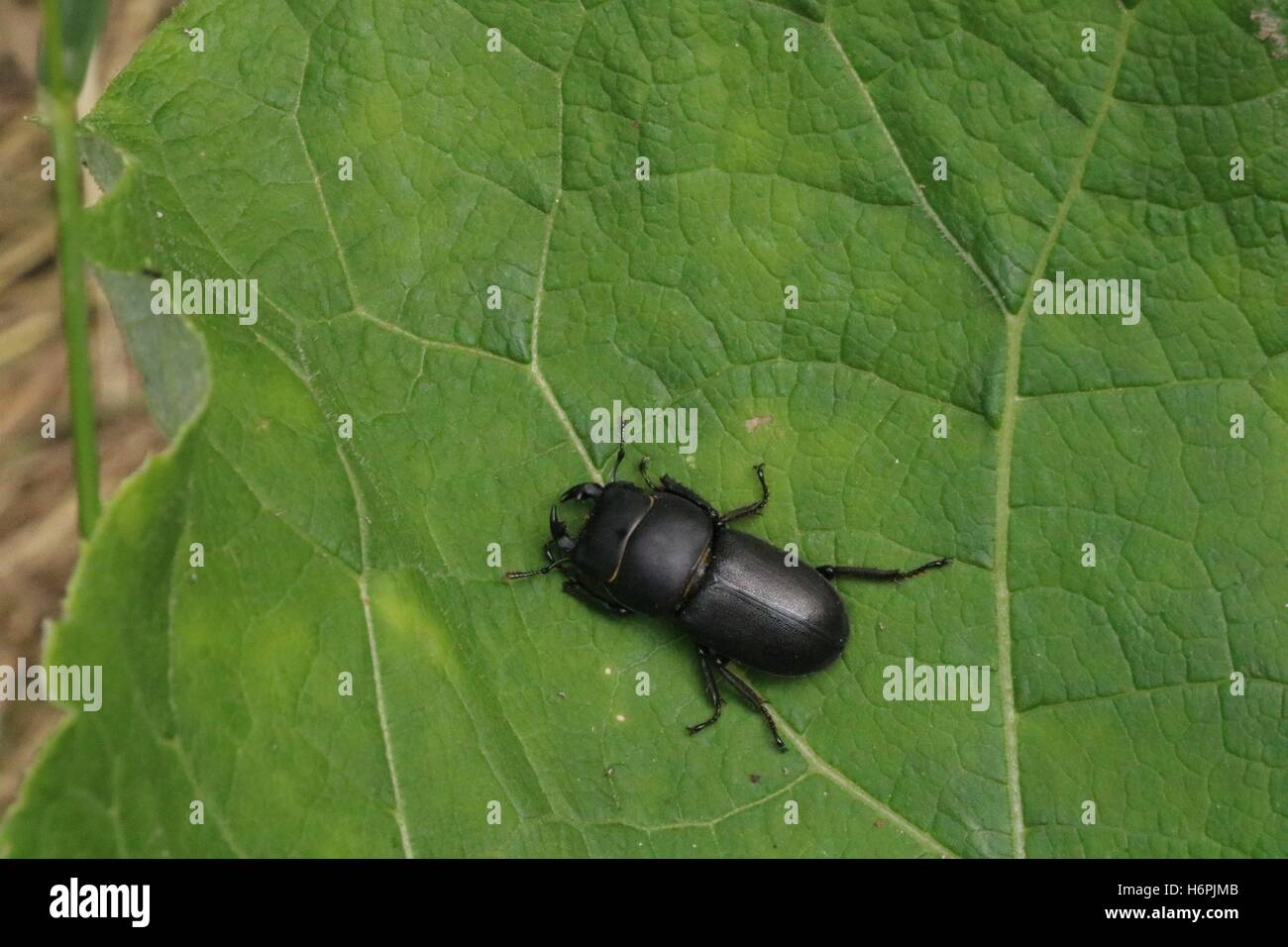 Stagbeetle hembra pequeño sobre la hoja verde disponible en alta resolución y en varios tamaños para adaptarse a las necesidades de su proyecto Foto de stock