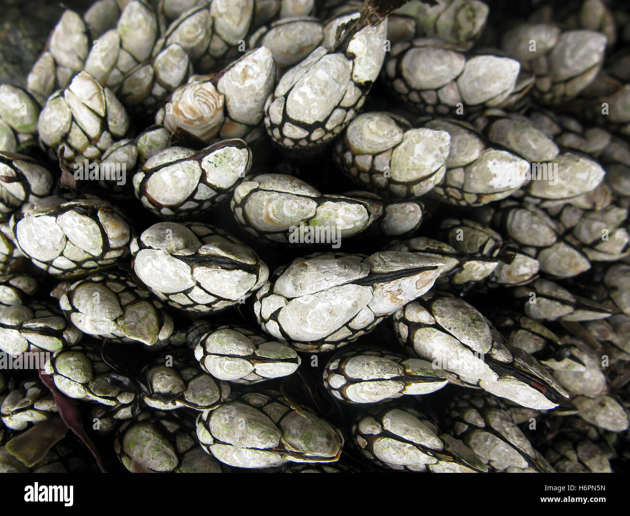 invertebrados Foto de stock