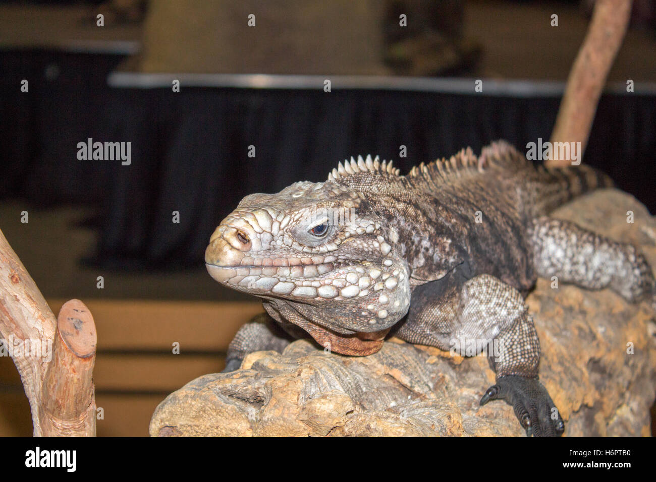 Iguana Rock cubano en exhibición en la Expo mascota canadiense Foto de stock