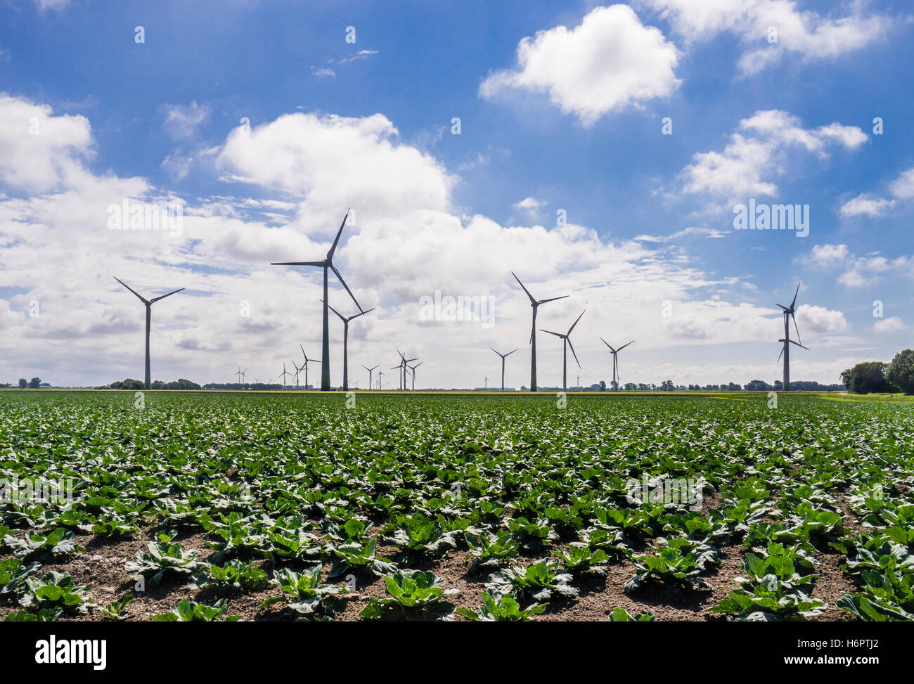 Alemania, Schleswig-Holstein, el paisaje llano de Dithmarschen con turbinas de viento y coles Foto de stock