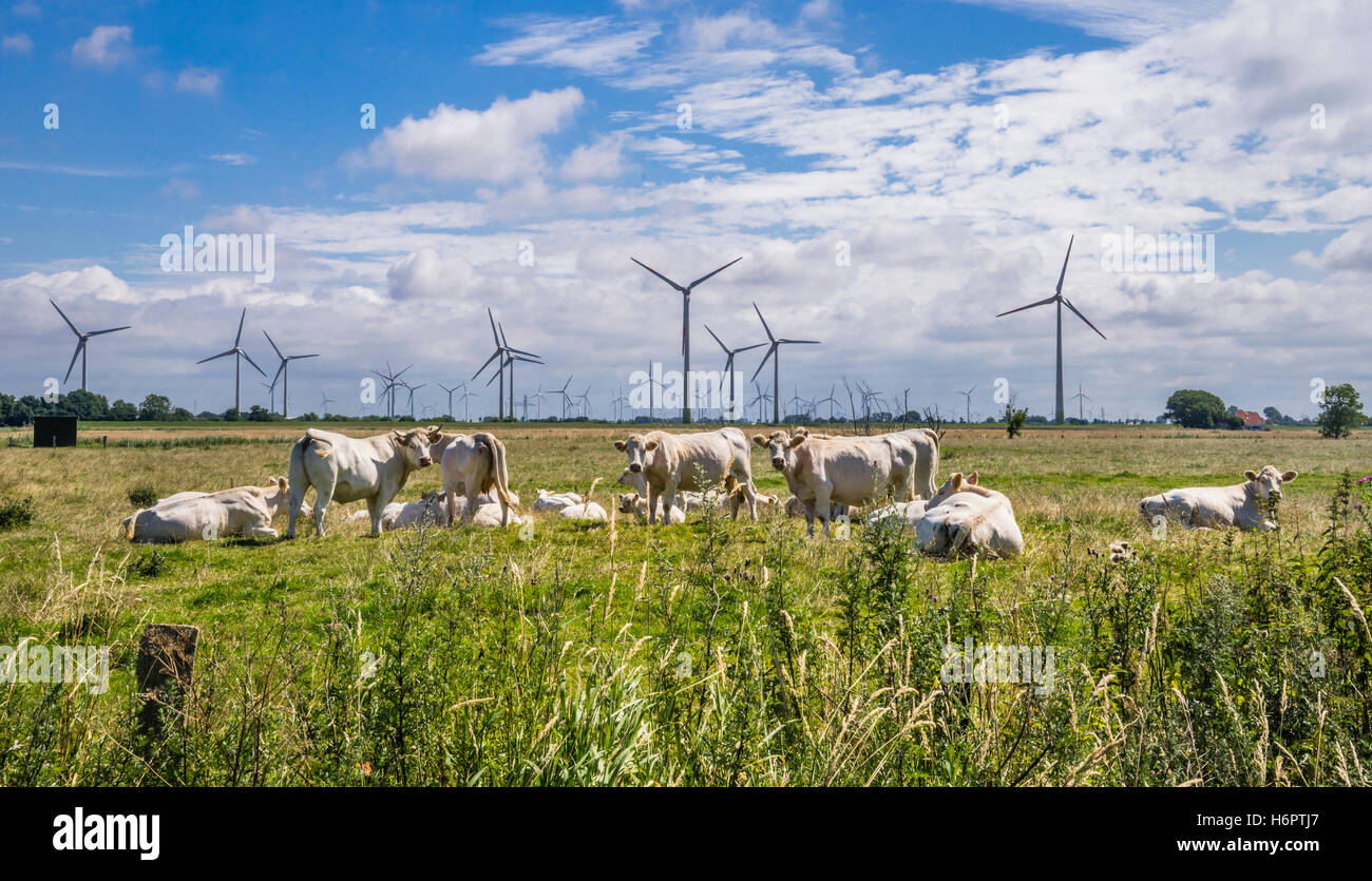 Alemania, Schleswig-Holstein, el paisaje llano de Dithmarschen con turbinas de viento y ganado Foto de stock