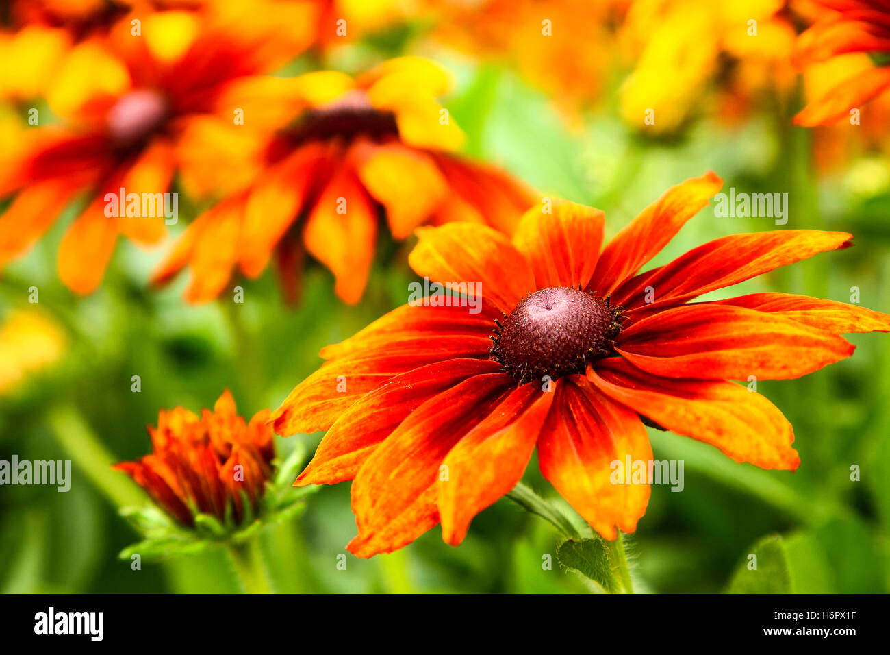Vibrante rudbeckia flores en un día soleado de verano caliente Foto de stock