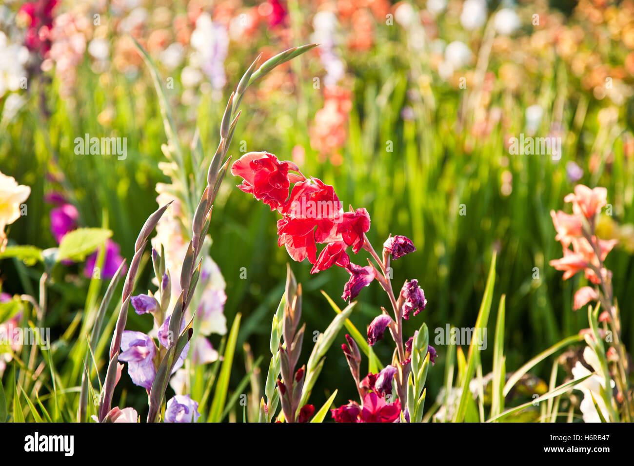 La sensación de color de flores flores silvestres de verano planta summerly color valentine pradera hermosa beauteously colorida vida bonita existe Fotografía de stock - Alamy La sensación de color de flores flores silvestres de verano planta summerly color valentine pradera hermosa beauteously colorida vida bonita existe Fotografía de stock - Alamy