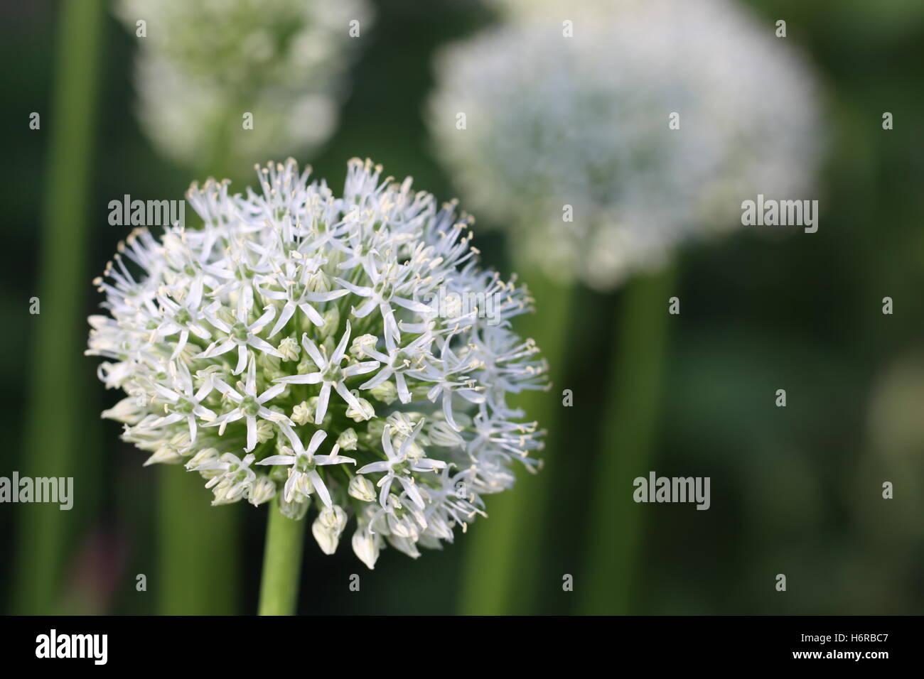 Allium mount everest Foto de stock