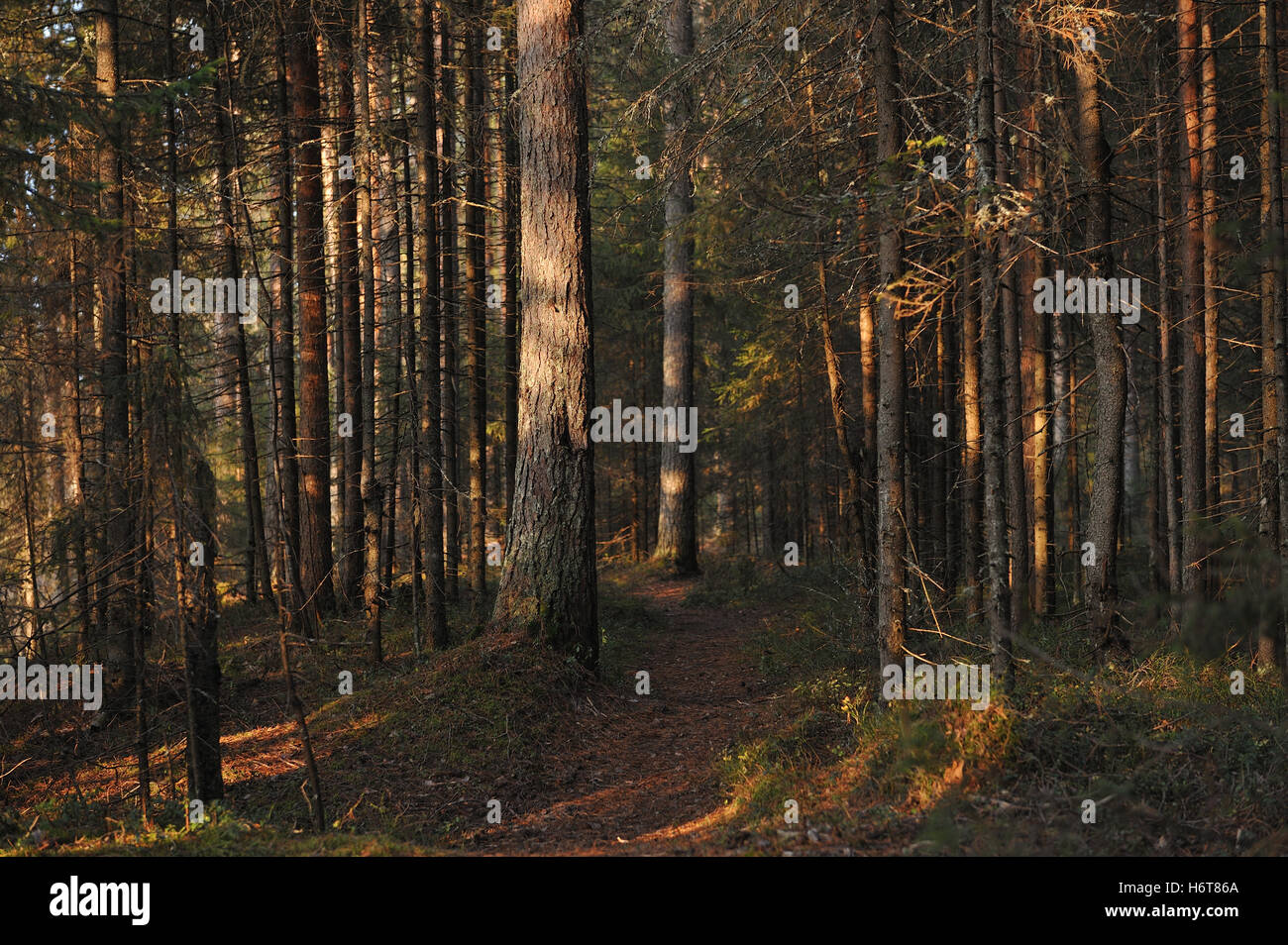 Paisaje. Los árboles en el bosque de taiga. Foto de stock