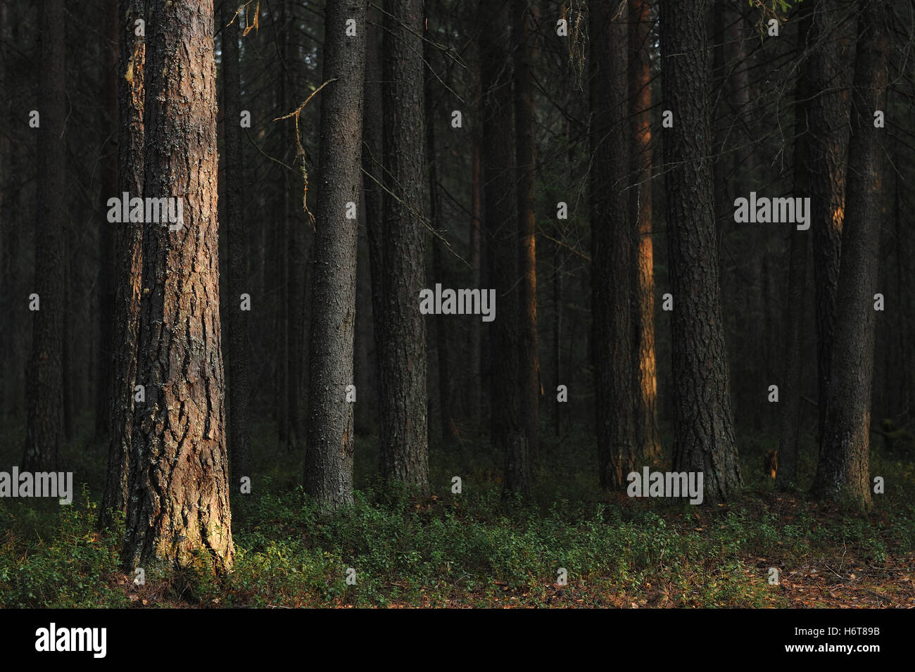 Paisaje. Los árboles en el bosque de taiga. Foto de stock
