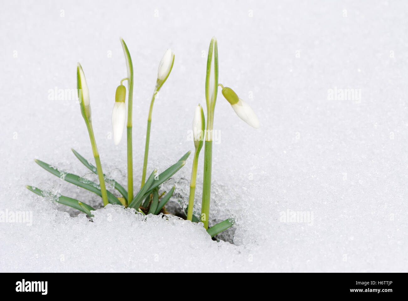 Macro macro cierre admisión vista cercana closeup invierno planta de flor en flor florecer bloom floreciente coque nieve fría Foto de stock