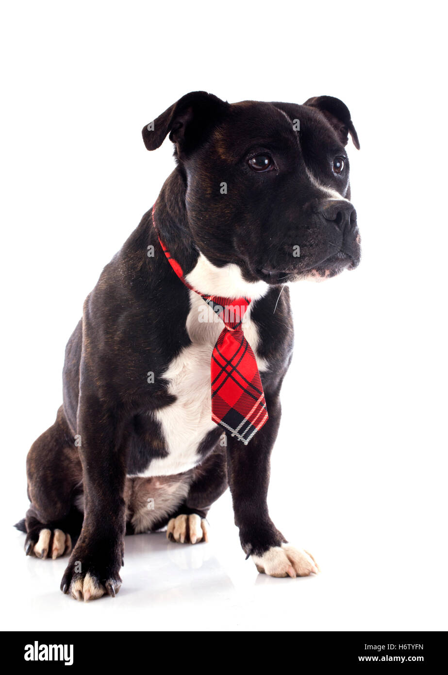 Perro con corbata Imágenes recortadas de stock - Alamy
