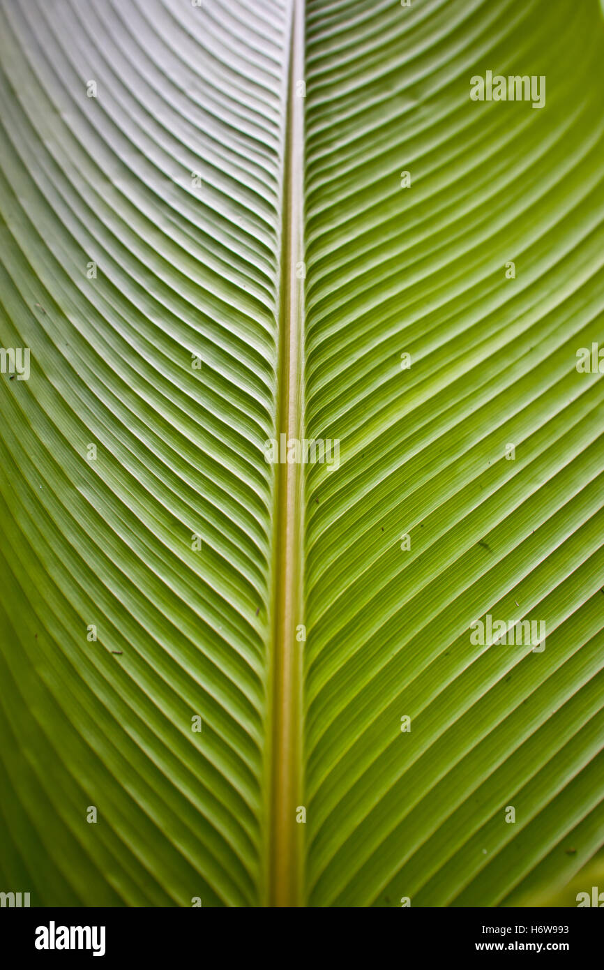 Frescura clorofila fern Banana Leaf increíble grandes enormes potente extrema imponente inmensa frescura pertinentes en gran medida Foto de stock