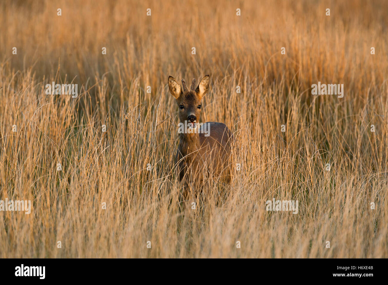 Corzo; Capreolus capreolus solo Buck Meadow en Escocia, Reino Unido Foto de stock