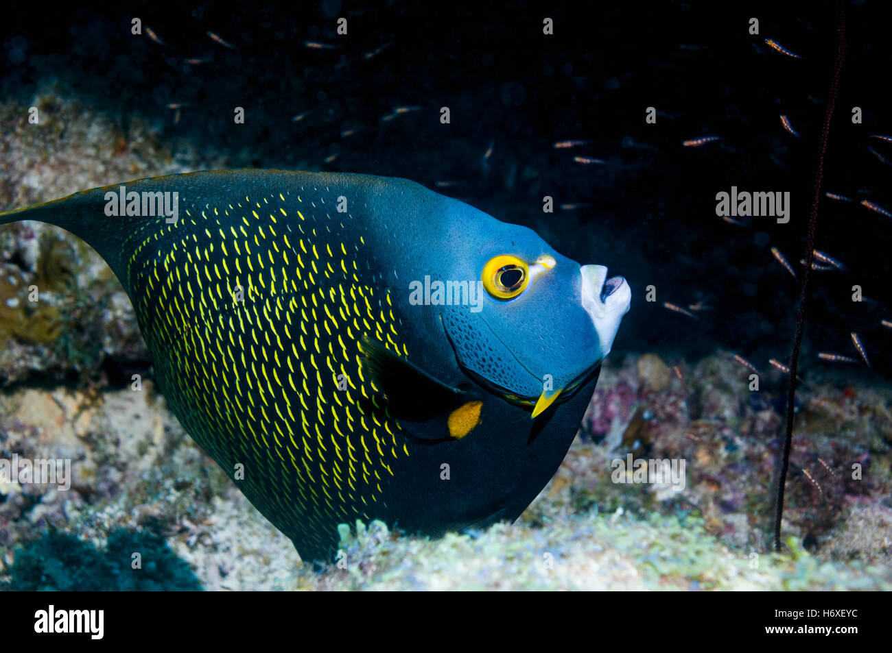 El pez ángel francés (Pomacanthus paru). Bonaire, Antillas Neerlandesas, Caribe, Océano Atlántico. Foto de stock