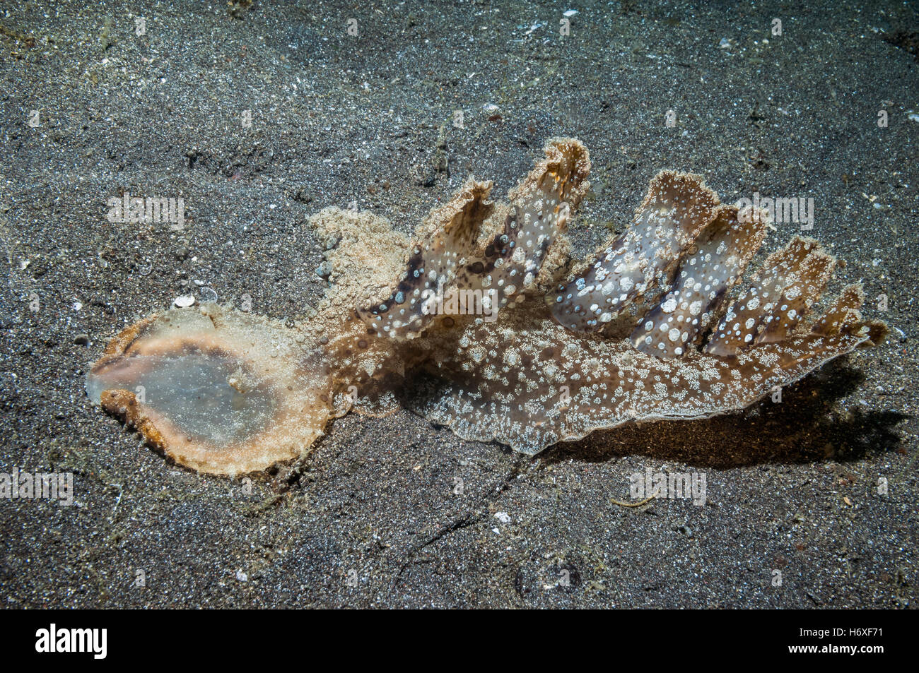 [Image] color moluscos horizontal [naturaleza detalle] [la fotografía submarina] [arrecifes de coral] [bajo el agua] [vida salvaje] [Cerrar] [c Foto de stock