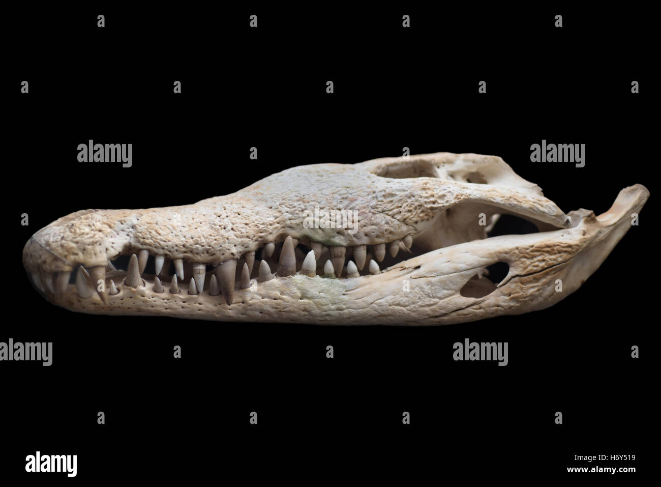 Cráneo de cocodrilo negra sobre fondo aislado Foto de stock