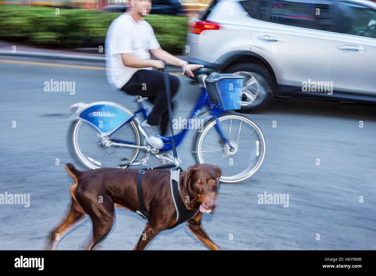 Miami Beach Florida, perros perritos, correa, adulto, adultos, hombre hombre  varón, bicicleta bicicletas ciclismo bicicleta jinetes bicicleta bicicletas,  bicicleta, montar, pasador Doberman Fotografía de stock - Alamy