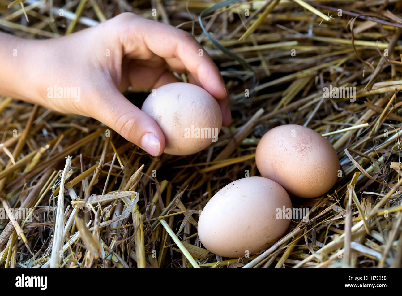 La mano del niño recogiendo los huevos frescos. Foto de stock
