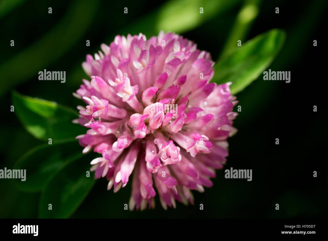 Coloridas flores y claridad Foto de stock