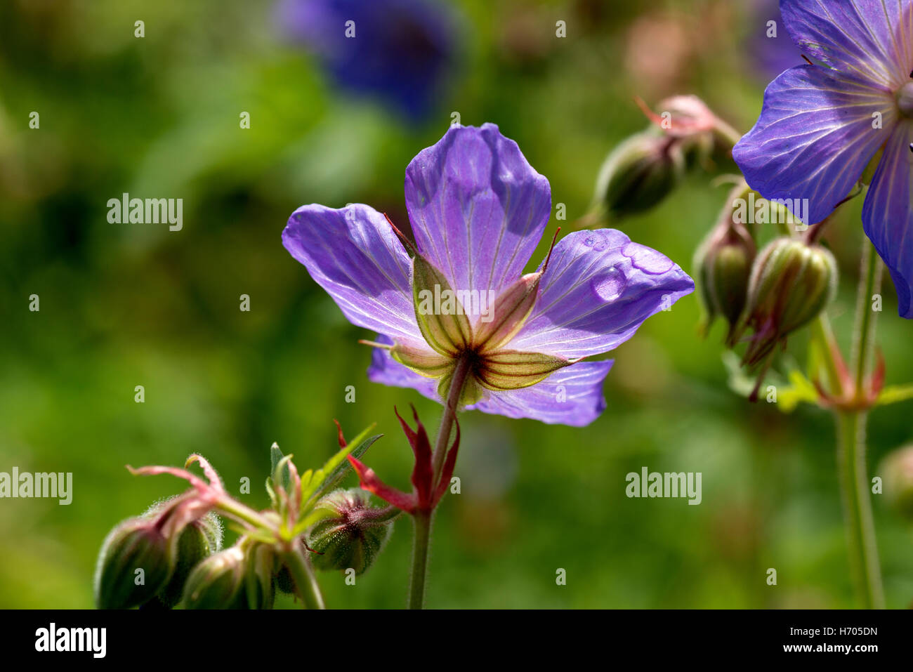 Coloridas flores y claridad Foto de stock