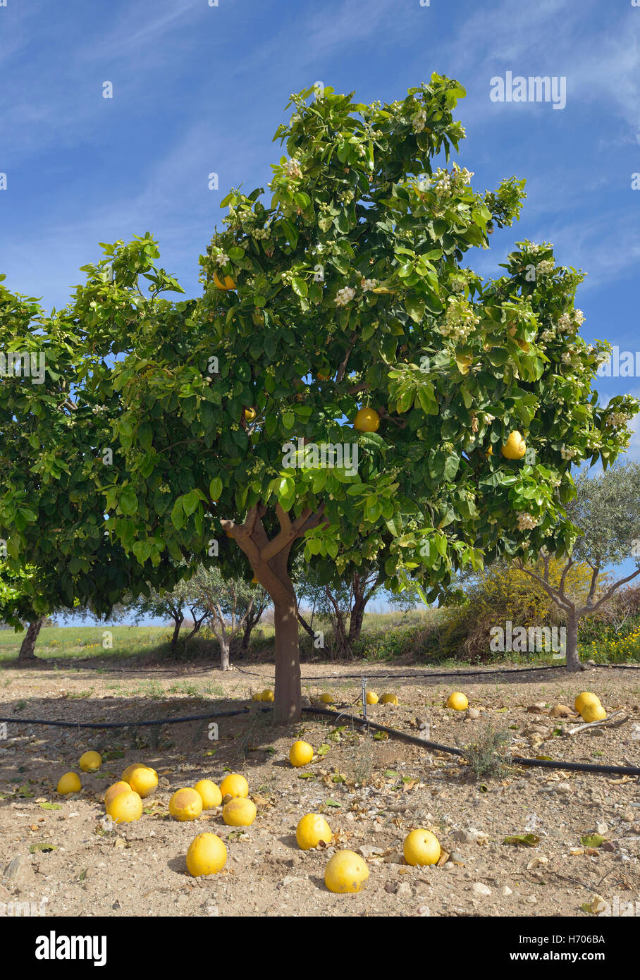 Pomelo Citrus maxima árbol con frutos caídos Fotografía de stock Alamy