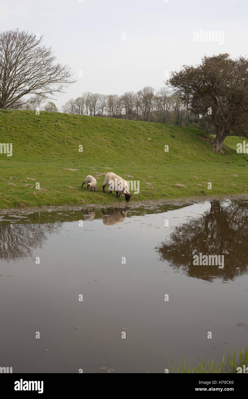 Cabeza negra oveja con su cordero bebe agua del Royal Military Canal, Winchelsea, Sussex, Reino Unido Foto de stock
