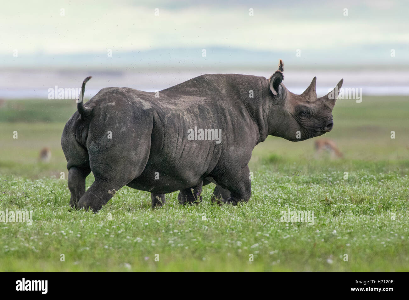 El rinoceronte negro, macho, alert (Diceros bicornis), el cráter del Ngorongoro, Tanzania Foto de stock