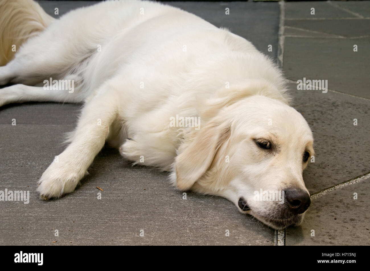 English golden retriever dog fotografías e imágenes de alta resolución -  Alamy
