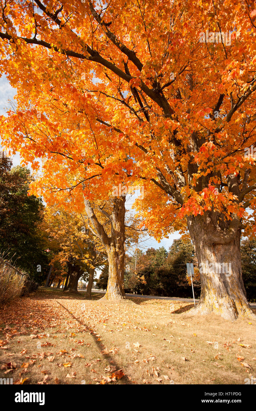 Haces de rayos de sol rayos de sol soleado sunbeam luz brillante las ramas de un árbol de hojas de otoño hojas otoñales, coloridos colores amarillo rojo naranja Foto de stock