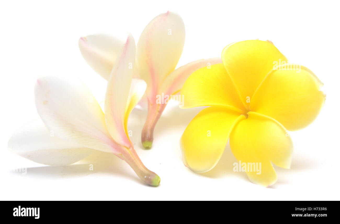 Los Frangipani aislado sobre fondo blanco. Foto de stock