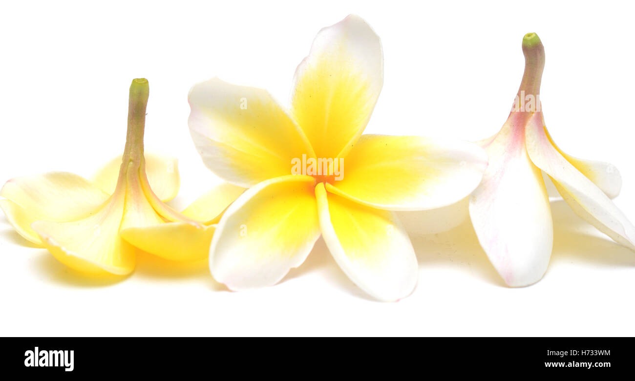 Los Frangipani aislado sobre fondo blanco. Foto de stock