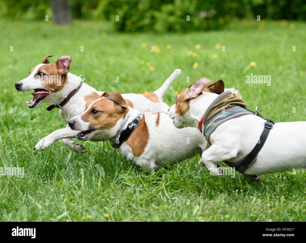 Tres Perros Grandes Jugando Juntos En Park Foto de archivo - Imagen de  grupo, juegos: 227244222