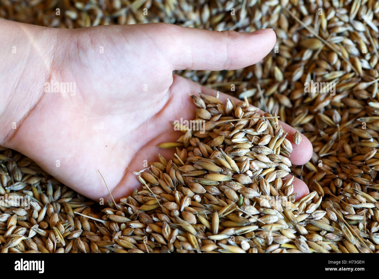 La mano que sostiene el niño mezclado semillas de cebada y avena. Recién cosechados. Foto de stock
