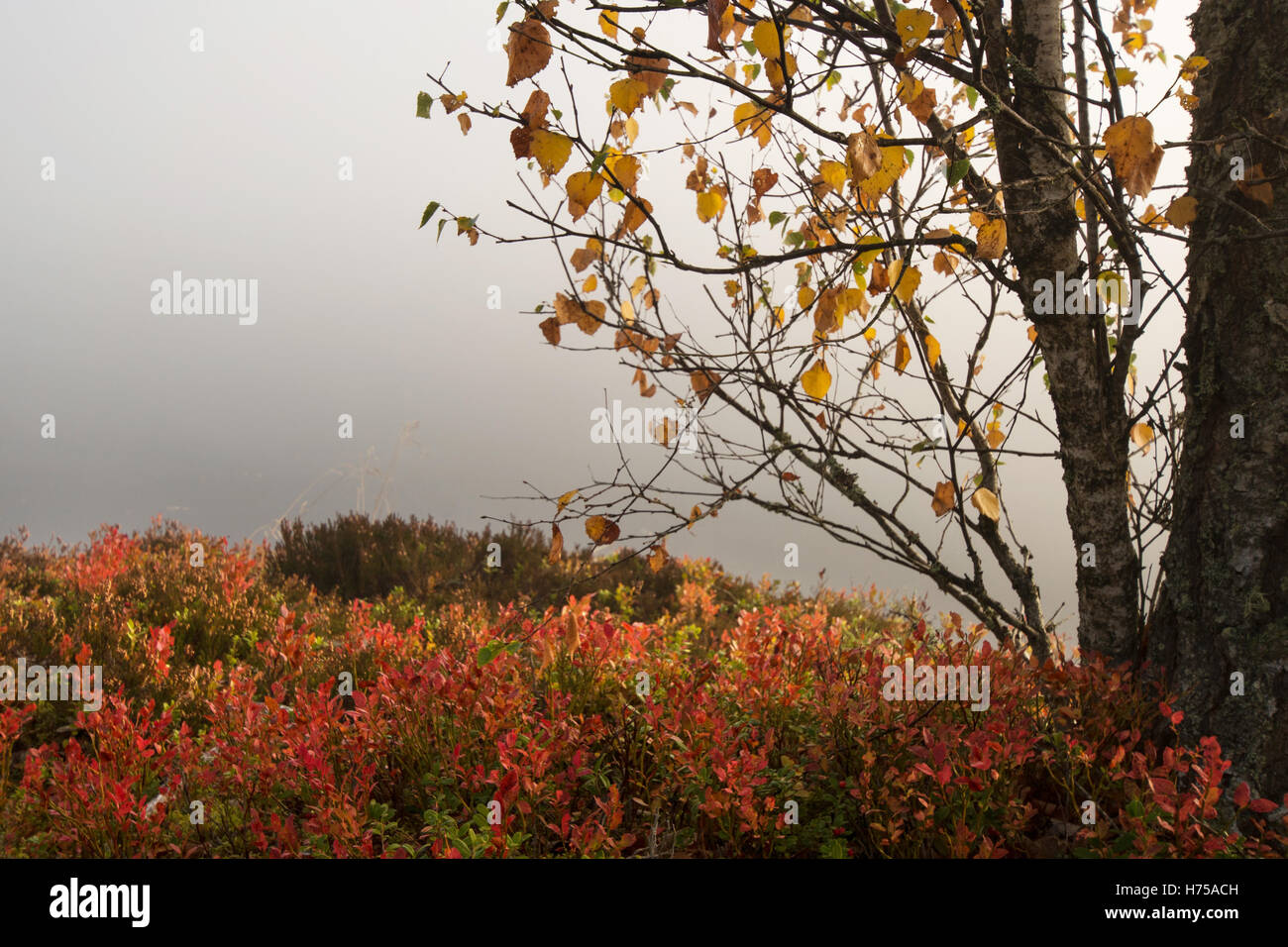 Paisaje otoñal lago Holmasjön cerca Ramkvilla, Smaland, Suecia Foto de stock