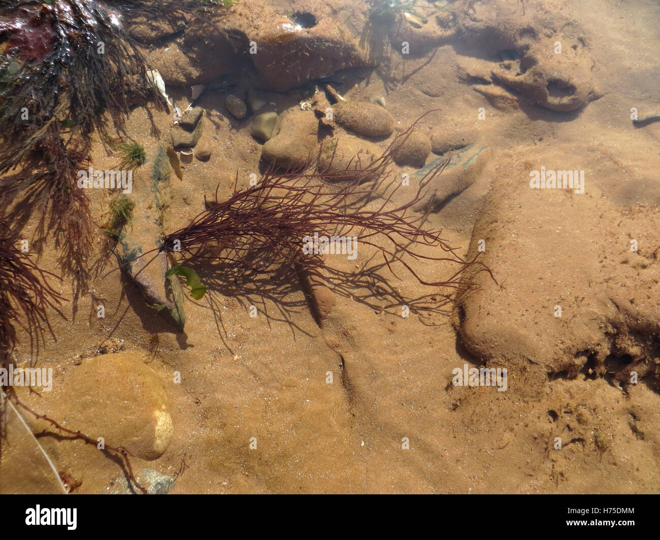 Alga roja (probablemente Chondria dasyphylla) en un estanque de rocas en una playa de Devon en sunshine Foto de stock