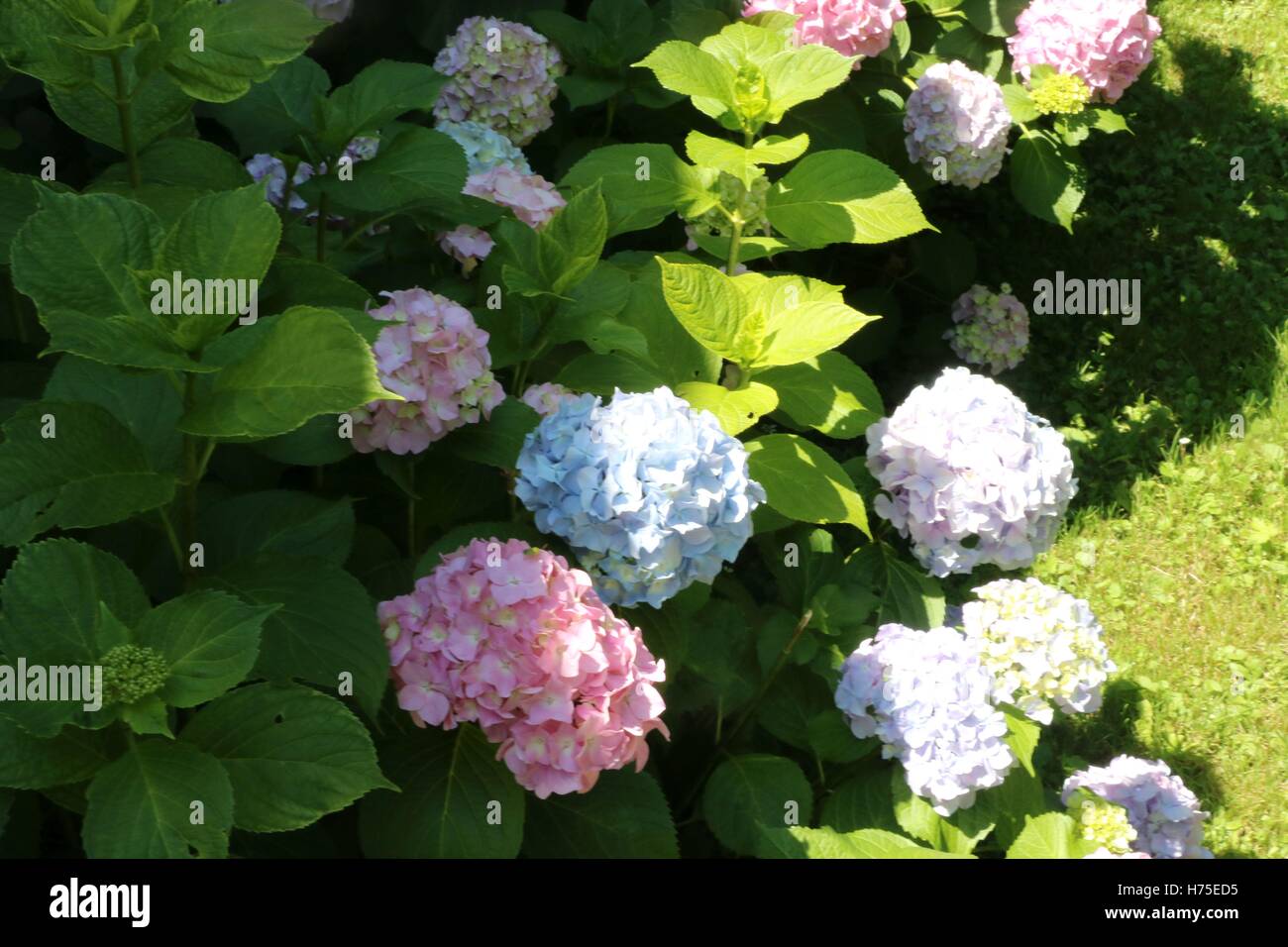Hermoso jardín de flores disponibles en alta resolución y en varios tamaños para adaptarse a las necesidades de su proyecto Foto de stock