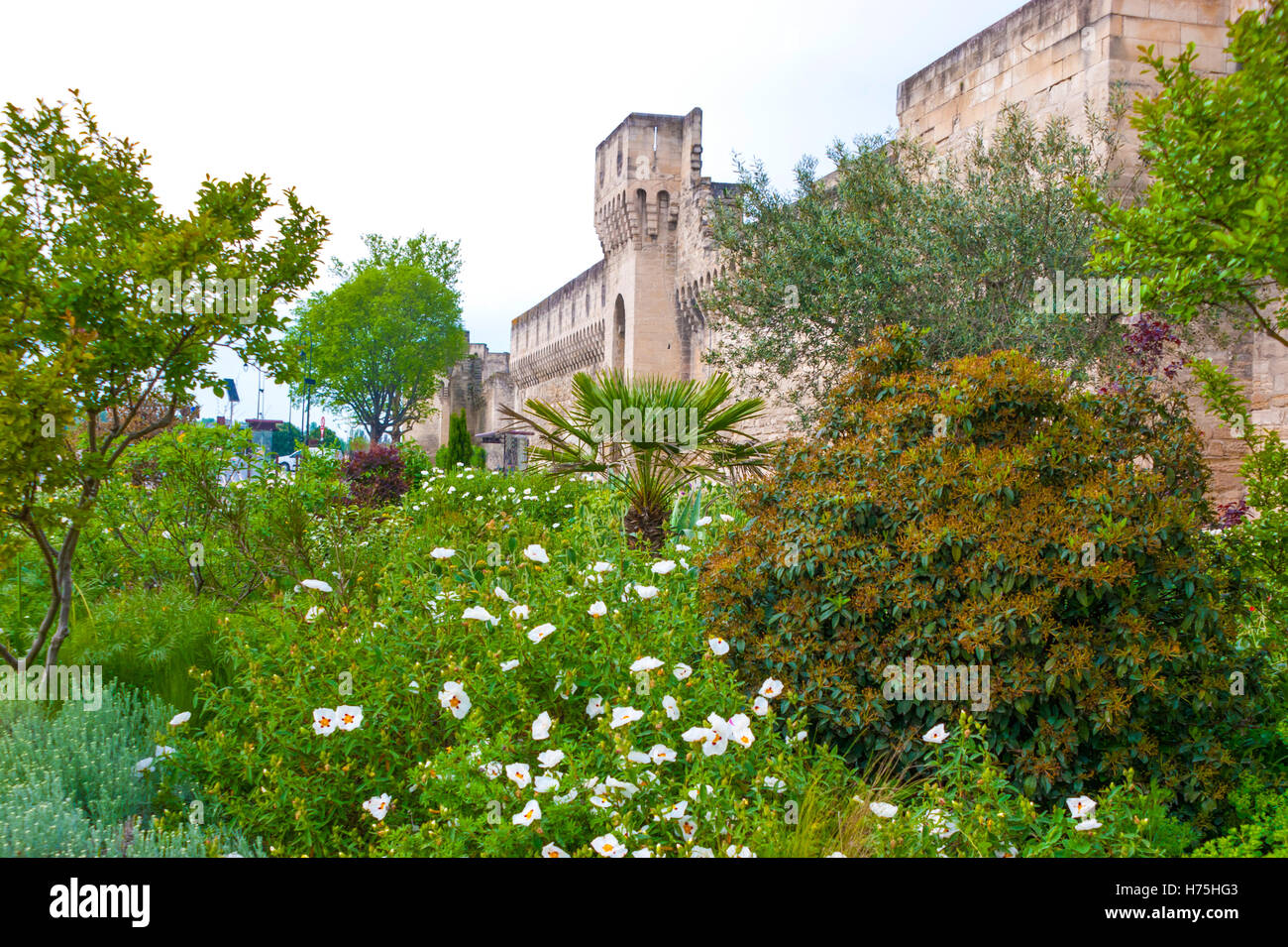 El precioso jardín verde con la muralla de Avignon en el fondo Foto de stock