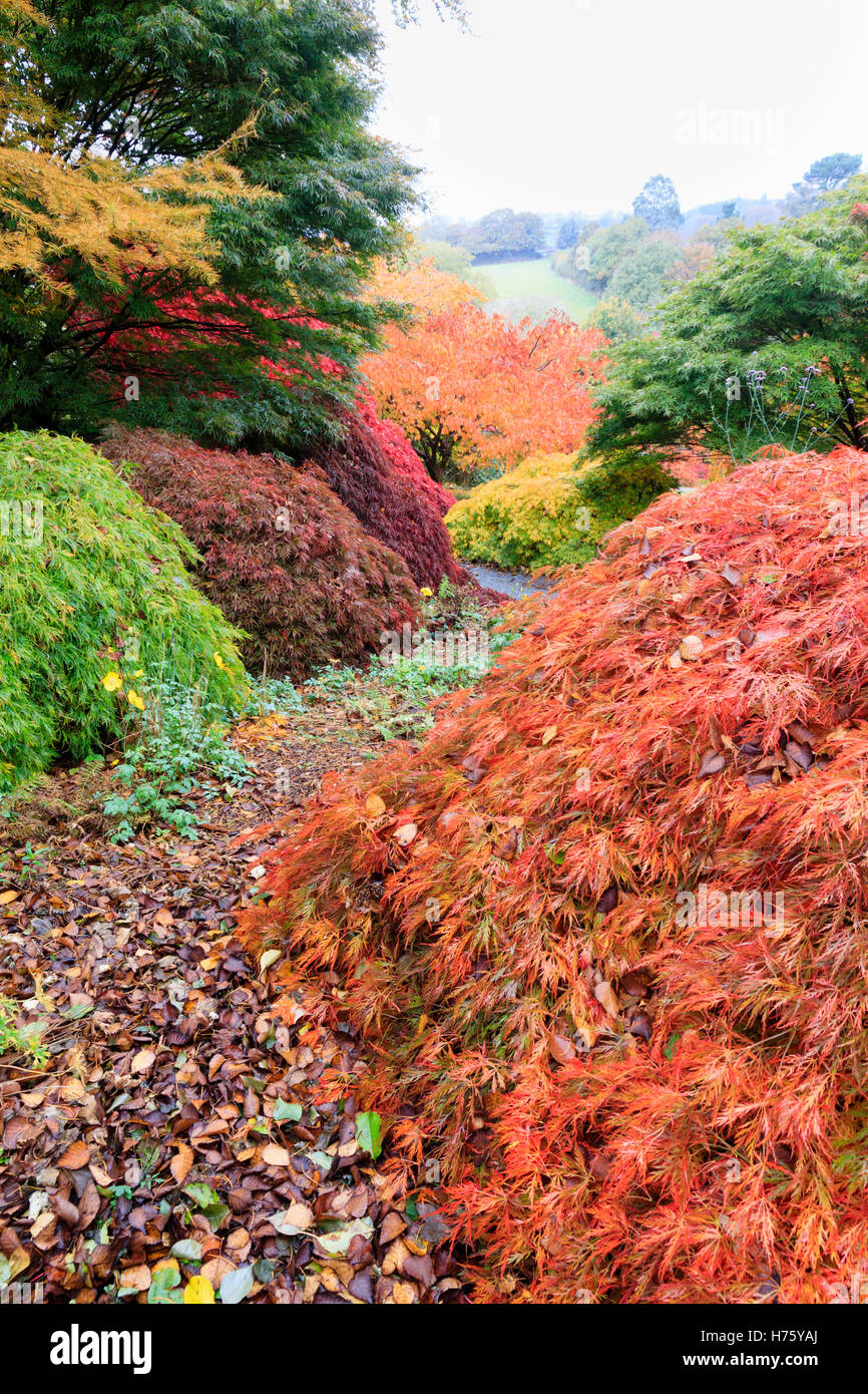 Rojos, amarillos y naranjas color hoja de otoño de Acer palmatum variedades en el Acer Glade en el Garden House, Devon Foto de stock