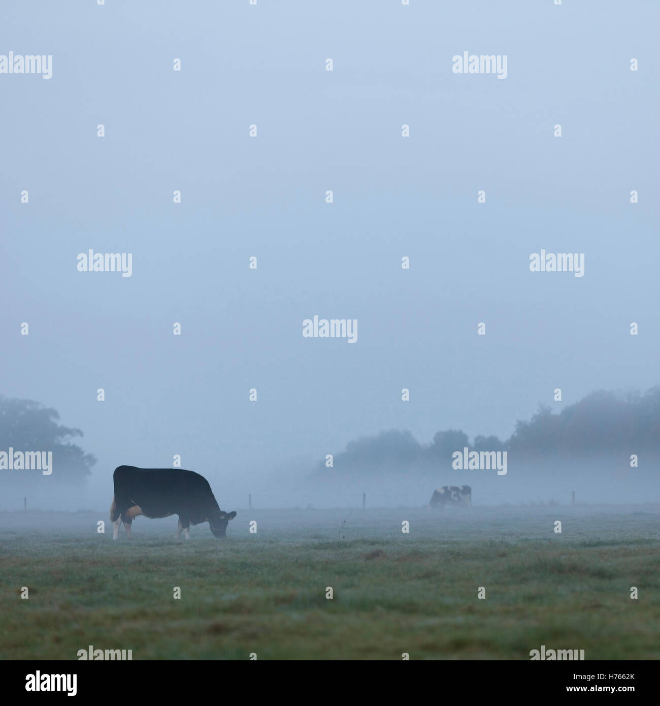 Tres vacas manchado a principios de mañanas misty meadow en Holanda, cerca de Utrecht. Foto de stock
