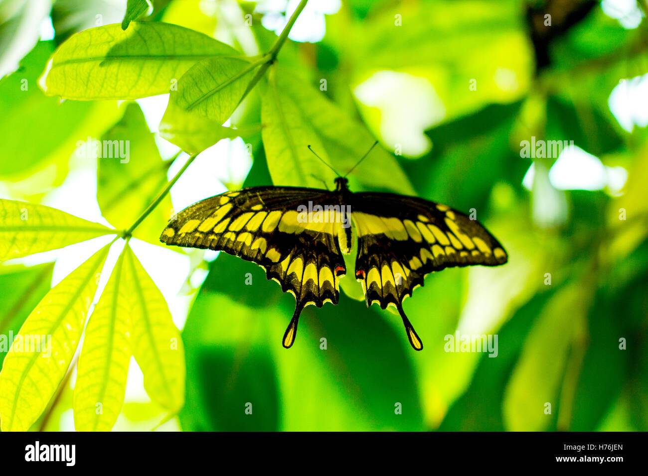 Papilio ophidicephalus emperador especie butterfly encaramado en hojas, borrosa Foto de stock