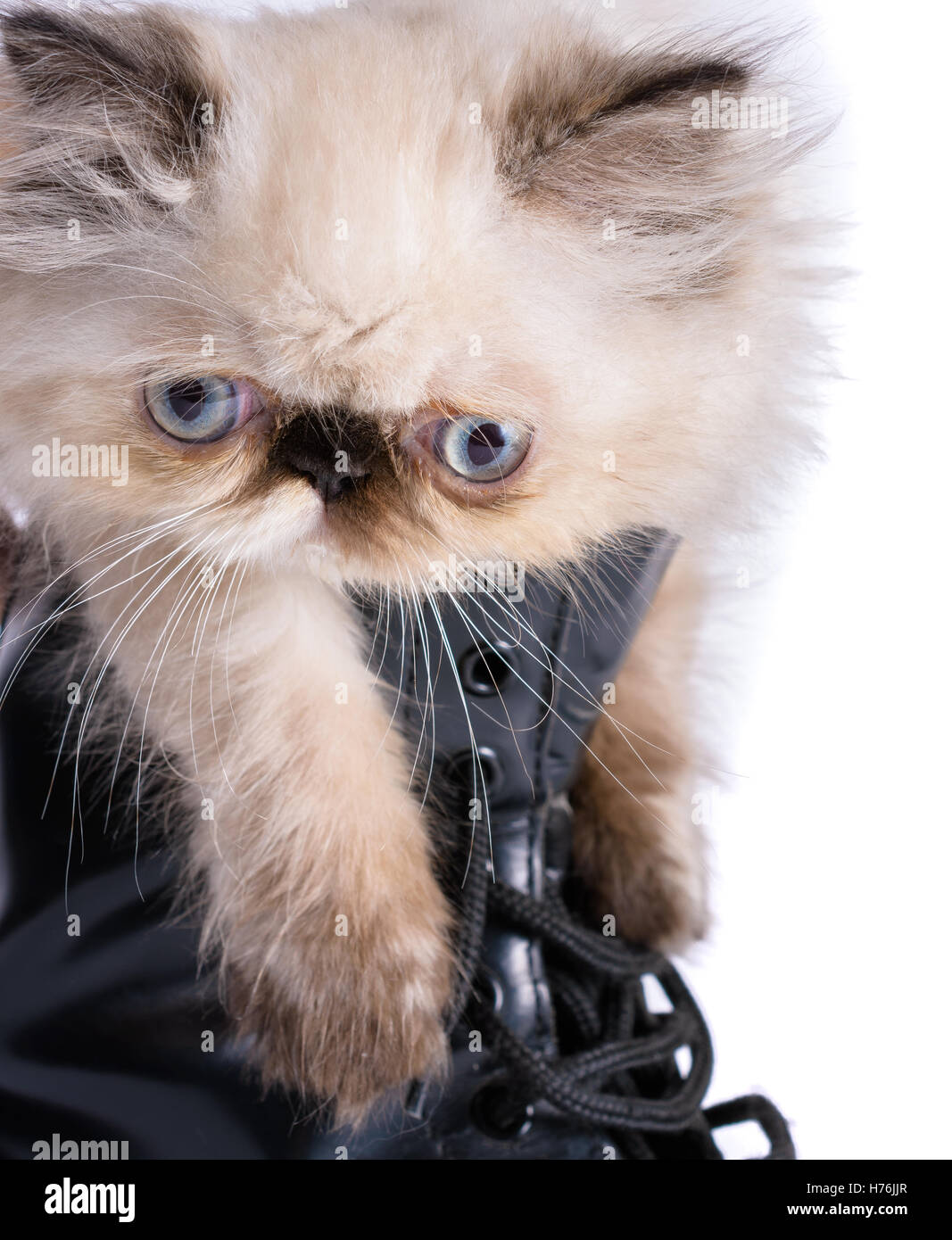 El Gato con Botas concepto imagen - un bebé de dos meses gatito persa  Himalaya Blue Point en encaje negro arriba Bota de combate Fotografía de  stock - Alamy